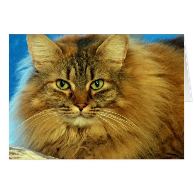 Tootles (Vorderseite (Horizontal))