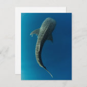 Top-Ansicht eines Walhais Postkarte (Vorne/Hinten)