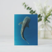 Top-Ansicht eines Walhais Postkarte (Stehend Vorderseite)