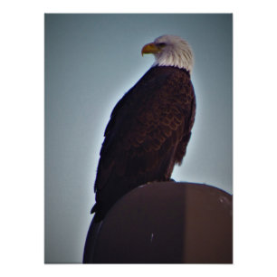 "Top Bird" Fotodruck