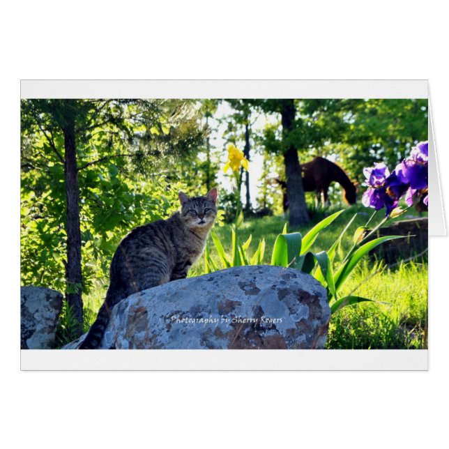 ~ Top Cat auf Rock~ (Vorderseite (Horizontal))