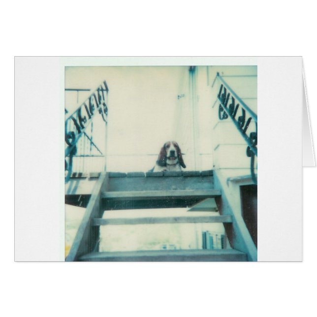 Top_Dog (Vorderseite (Horizontal))