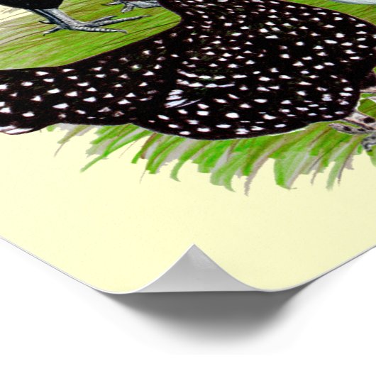 Top Hat Chicken Quartett Poster (Ecke)