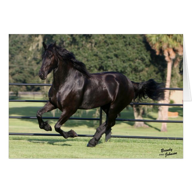 Top Hat Friesians (Vorderseite (Horizontal))