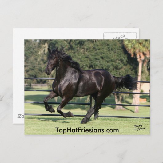 Top Hat Friesians Postkarte (Vorne/Hinten)