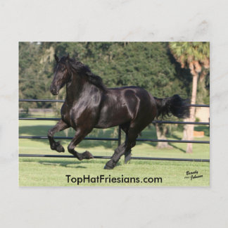 Top Hat Friesians Postkarte