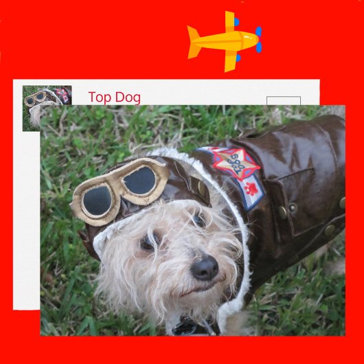 Top Hund im Aviator-Outfit Postkarte
