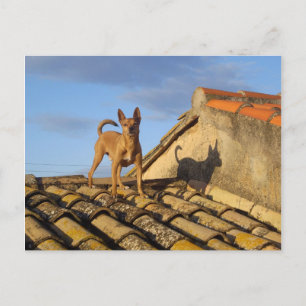 Top of the world. postkarte