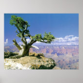 Top O'The Canyon Poster (Vorne)