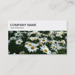 Top Panel - Shasta Daisis Business Card Visitenkarte