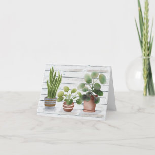 Topfpflanzen Pilea und Schlangenbaum Blanko