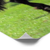 TopHatFriesians.com Poster (Ecke)