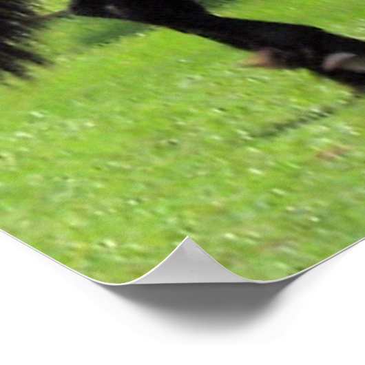 TopHatFriesians.com Poster (Ecke)