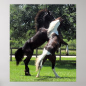 TopHatFriesians.com Poster (Vorne)