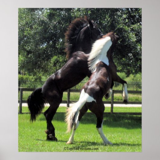 TopHatFriesians.com Poster (Vorne)
