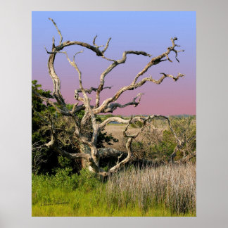Topsail Island Beach Tree Poster