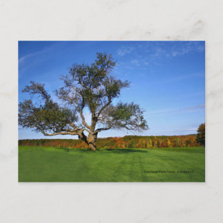 Topsmead Staats-Wald, Litchfield CT Postkarte