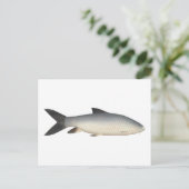 Tor Mahseer Postkarte (Stehend Vorderseite)