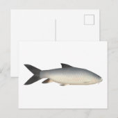 Tor Mahseer Postkarte (Vorne/Hinten)