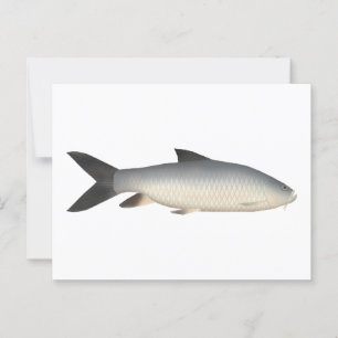 Tor Mahseer Postkarte