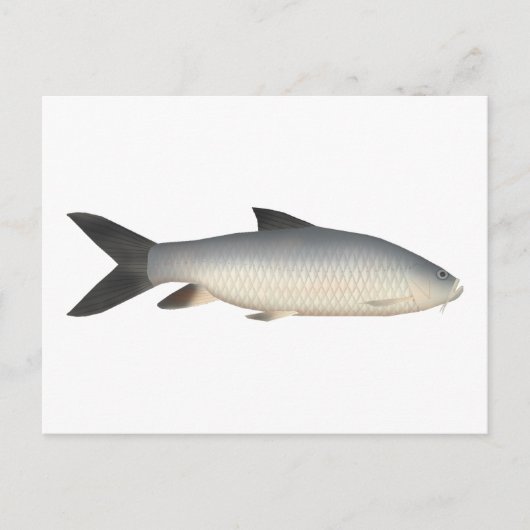 Tor Mahseer Postkarte (Vorderseite)