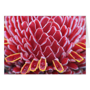 Torch Ginger der Könige