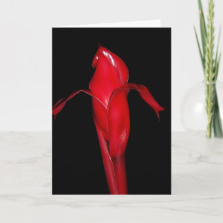 Torch Ginger Karte