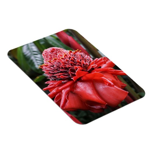 Torch Ginger Magnet (Rechte Seite)