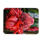 Torch Ginger Magnet (Horizontal)