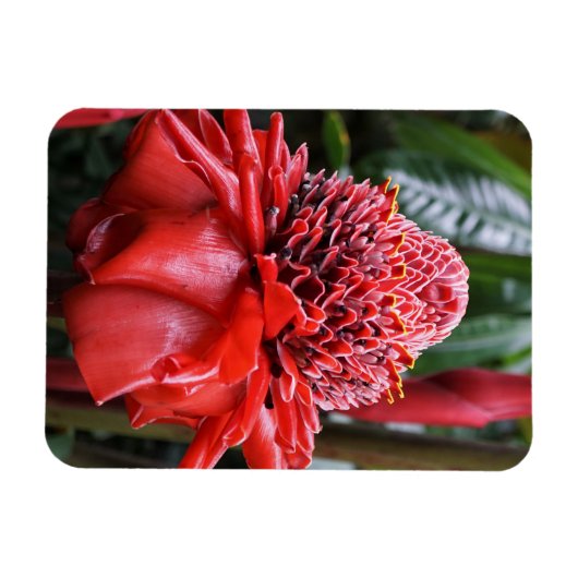Torch Ginger Magnet (Horizontal)