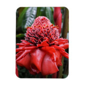 Torch Ginger Magnet (Vertikal)