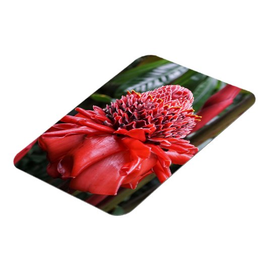 Torch Ginger Magnet (Linke Seite)
