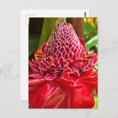 Torch Ginger Postkarte (Vorne/Hinten)