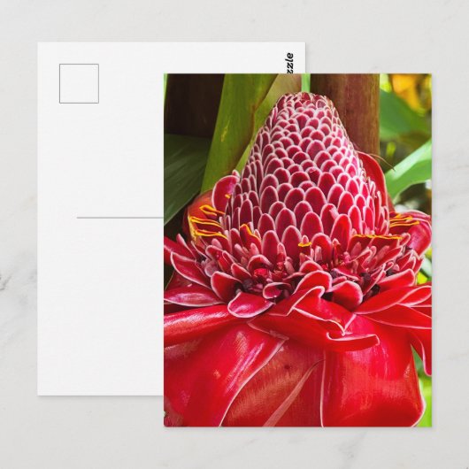 Torch Ginger Postkarte (Vorne/Hinten)