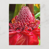 Torch Ginger Postkarte (Vorderseite)
