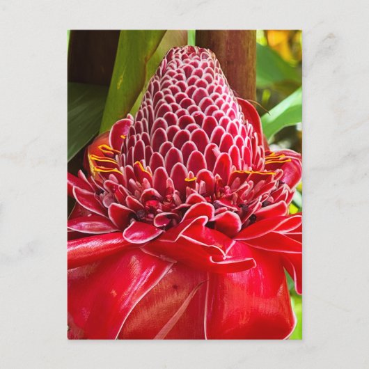 Torch Ginger Postkarte (Vorderseite)
