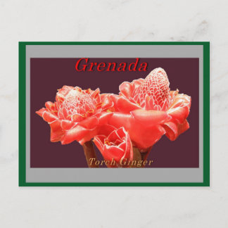 Torch Ginger Postkarte