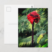 Torch Ginger Postkarte (Vorne/Hinten)