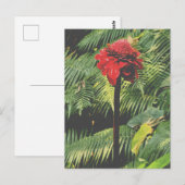 Torch Ginger Postkarte (Vorne/Hinten)