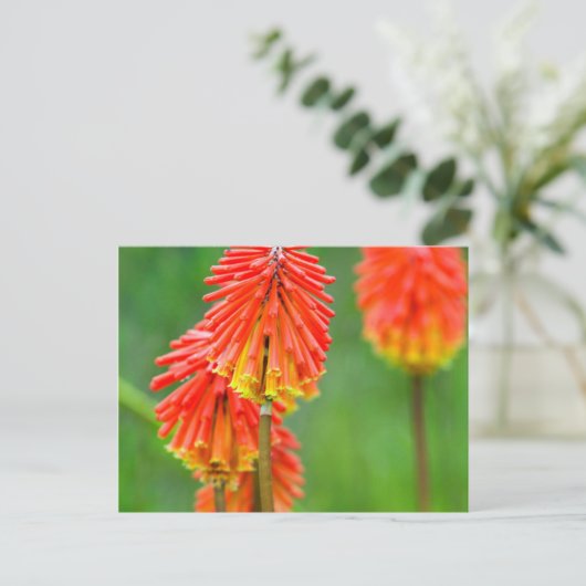Torch Lily (Kniphofia Uvaria), Western Cape Postkarte (Stehend Vorderseite)