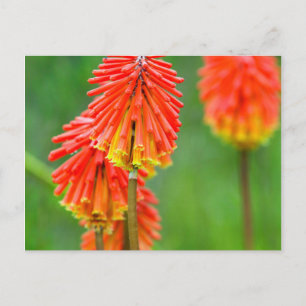Torch Lily (Kniphofia Uvaria), Western Cape Postkarte