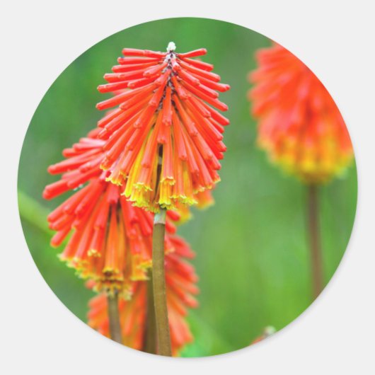 Torch Lily (Kniphofia Uvaria), Western Cape Runder Aufkleber (Vorderseite)