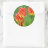 Torch Lily (Kniphofia Uvaria), Western Cape Runder Aufkleber (Tasche)