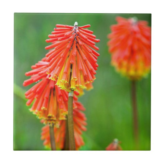 Torch Lily (Kniphofia Uvaria), Western Kap Fliese (Vorderseite)