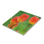 Torch Lily (Kniphofia Uvaria), Western Kap Fliese (Seite)