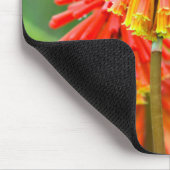 Torch Lily (Kniphofia Uvaria), Western Kap Mousepad (Ecke)