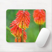 Torch Lily (Kniphofia Uvaria), Western Kap Mousepad (Mit Mouse)