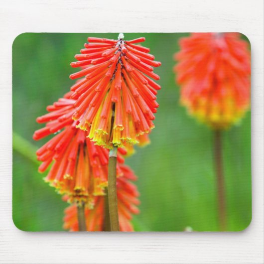Torch Lily (Kniphofia Uvaria), Western Kap Mousepad (Vorne)