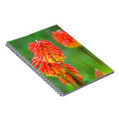 Torch Lily (Kniphofia Uvaria), Western Kap Notizblock (Rechte Seite)