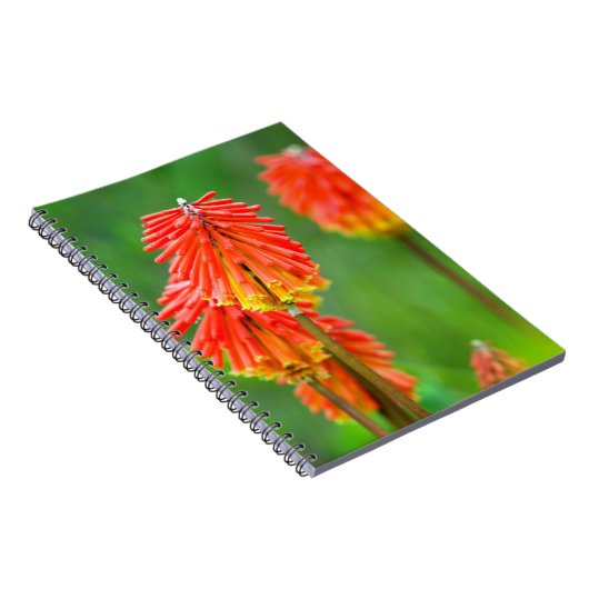 Torch Lily (Kniphofia Uvaria), Western Kap Notizblock (Rechte Seite)